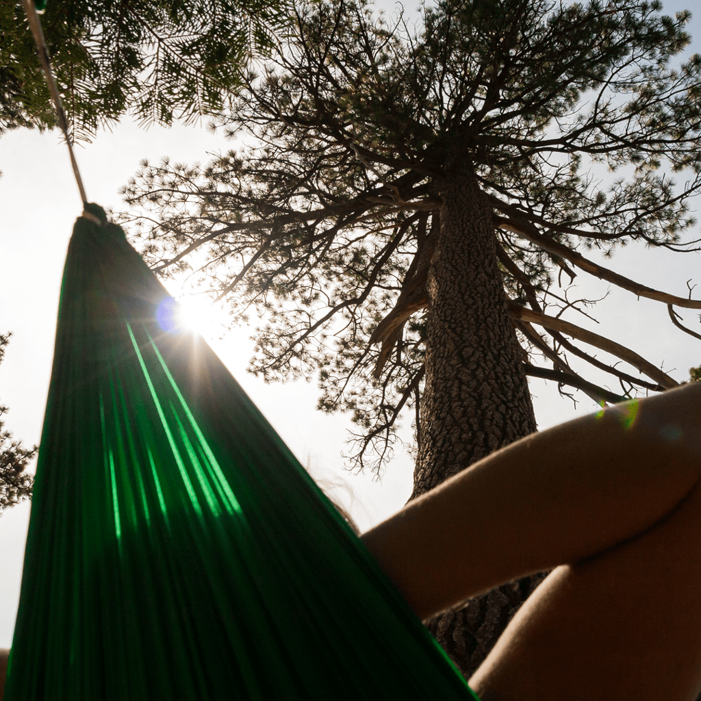 View from a green Hummingbird Hammocks Ultralight Single+ Hammock looking up at towering pine trees with sunlight peeking through branches.